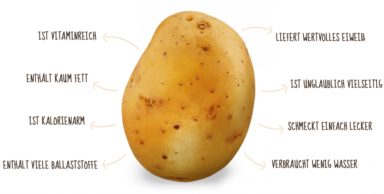 Infografik: Kartoffel, gesund, vielseitig und lecker