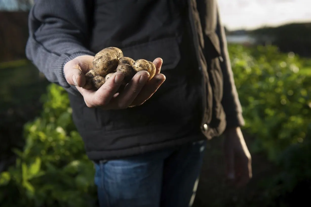 Ein Bauer mit Kartoffeln in der Hand