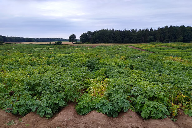 5 Fragen an Delphine Inghelandt PotatoTools Feld 2020