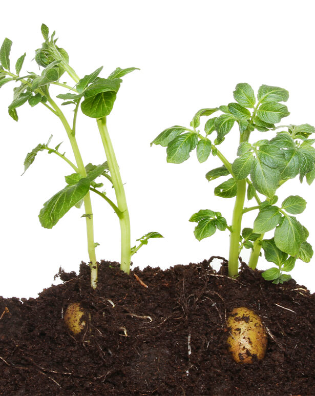 Kartoffeln in Erde Pflanze Wurzel