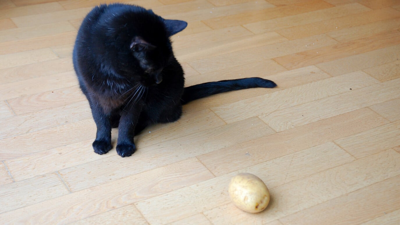 Darf Eine Katze Kartoffeln Essen