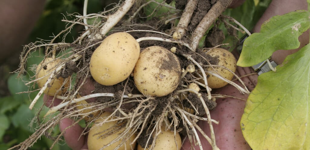 Kiste Bio Kartoffeln